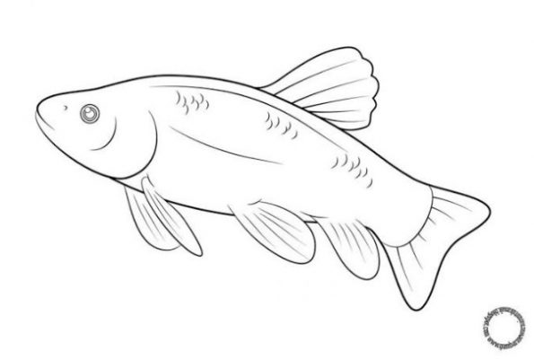 Detail Gambar Sketsa Ikan Nomer 14