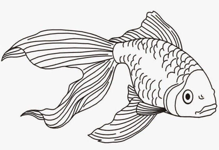 Detail Gambar Sketsa Ikan Nomer 6