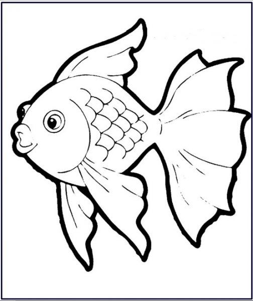 Detail Gambar Sketsa Ikan Nomer 7