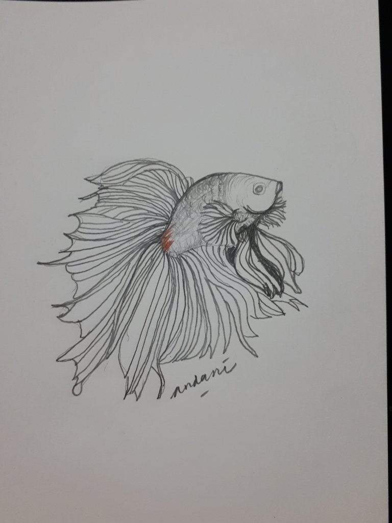 Detail Gambar Sketsa Ikan Cupang Nomer 19