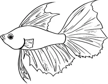 Detail Gambar Sketsa Ikan Cupang Nomer 8