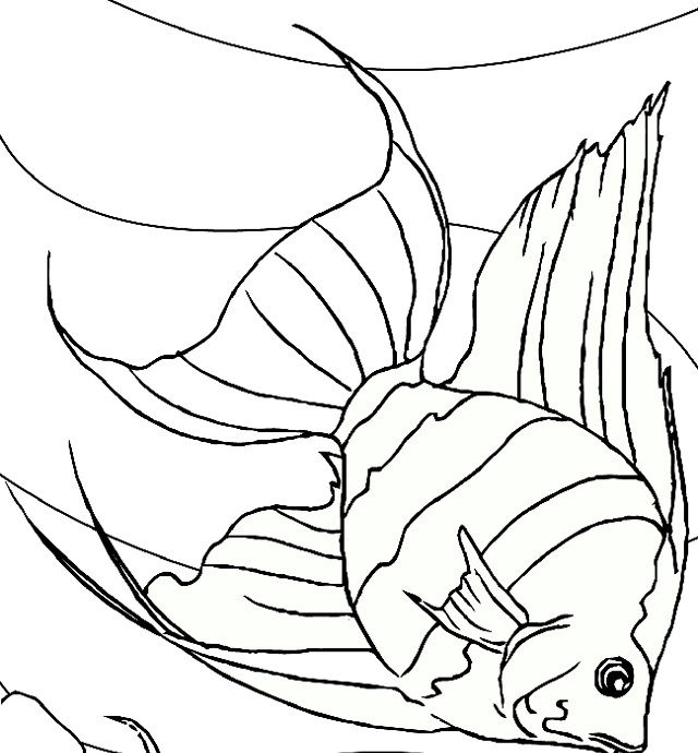 Detail Gambar Sketsa Ikan Laut Nomer 41