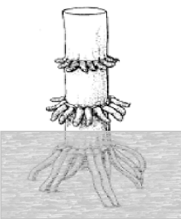 Detail Gambar Sketsa Jagung Nomer 42