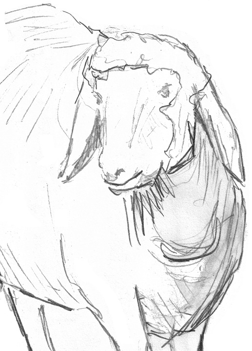 Detail Gambar Sketsa Kambing Nomer 33