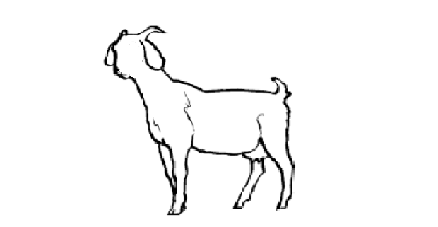 Detail Gambar Sketsa Kambing Nomer 39