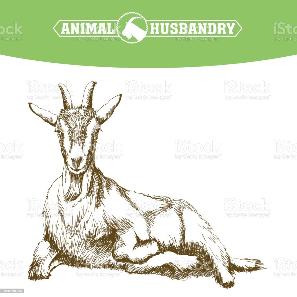 Detail Gambar Sketsa Kambing Nomer 40