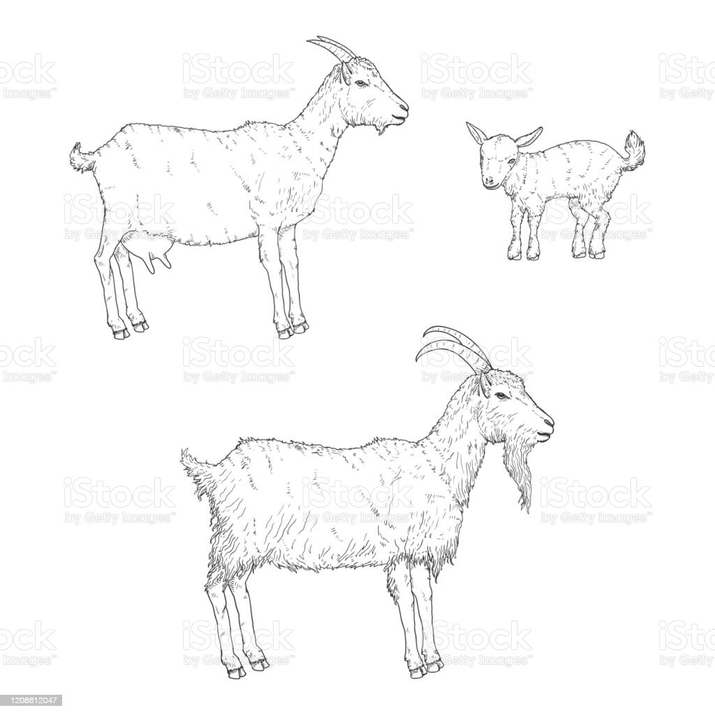 Detail Gambar Sketsa Kambing Nomer 8