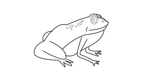 Gambar Sketsa Katak - KibrisPDR