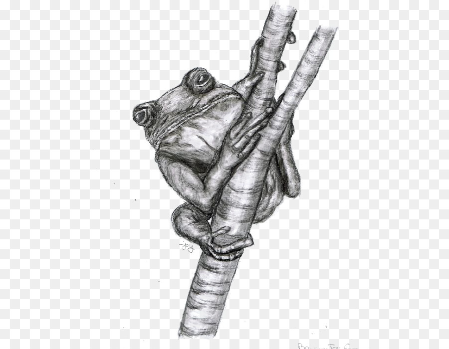 Detail Gambar Sketsa Katak Nomer 27