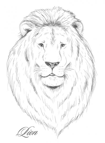 Detail Gambar Sketsa Kepala Singa Nomer 49