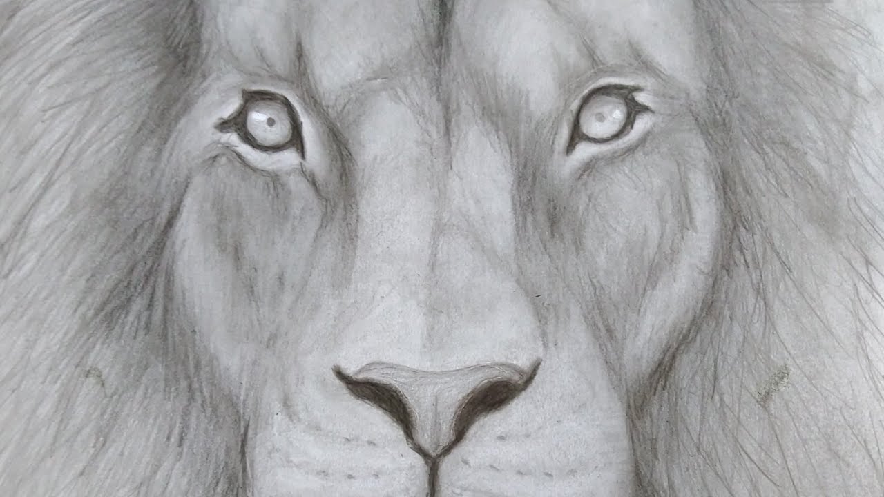 Detail Gambar Sketsa Kepala Singa Nomer 55