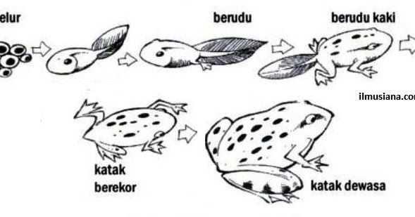 Detail Gambar Sketsa Kodok Nomer 40