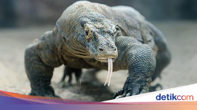 Detail Gambar Sketsa Komodo Nomer 38