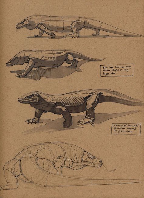 Detail Gambar Sketsa Komodo Nomer 39