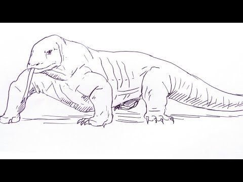 Detail Gambar Sketsa Komodo Nomer 40