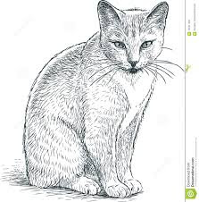 Detail Gambar Sketsa Kucing Nomer 11