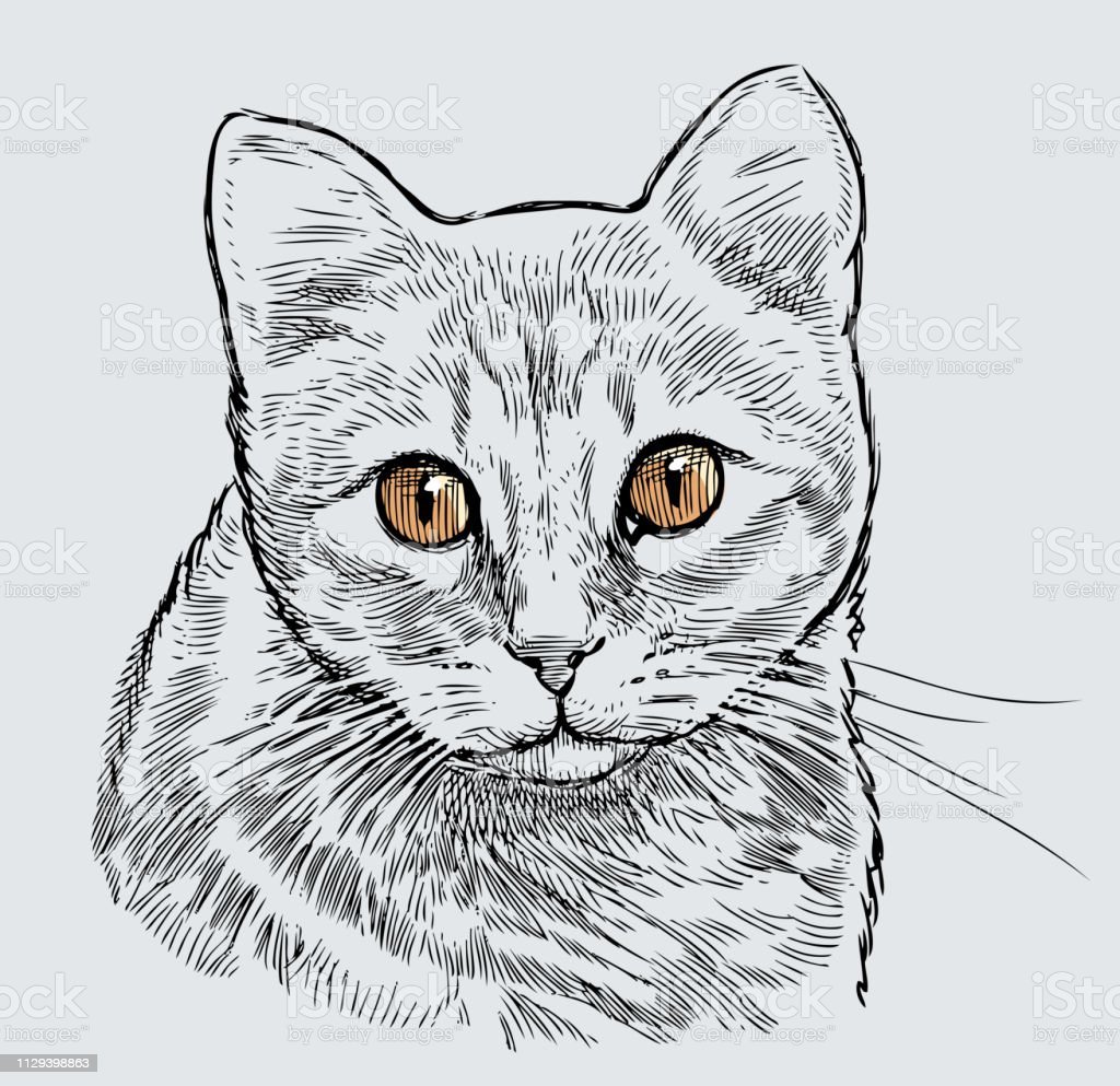 Detail Gambar Sketsa Kucing Nomer 7