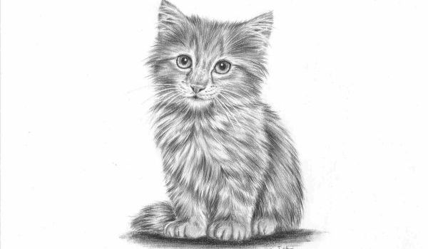 Detail Gambar Sketsa Kucing Berwarna Nomer 23