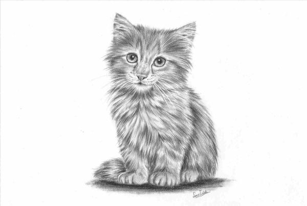 Detail Gambar Sketsa Kucing Hitam Putih Nomer 11