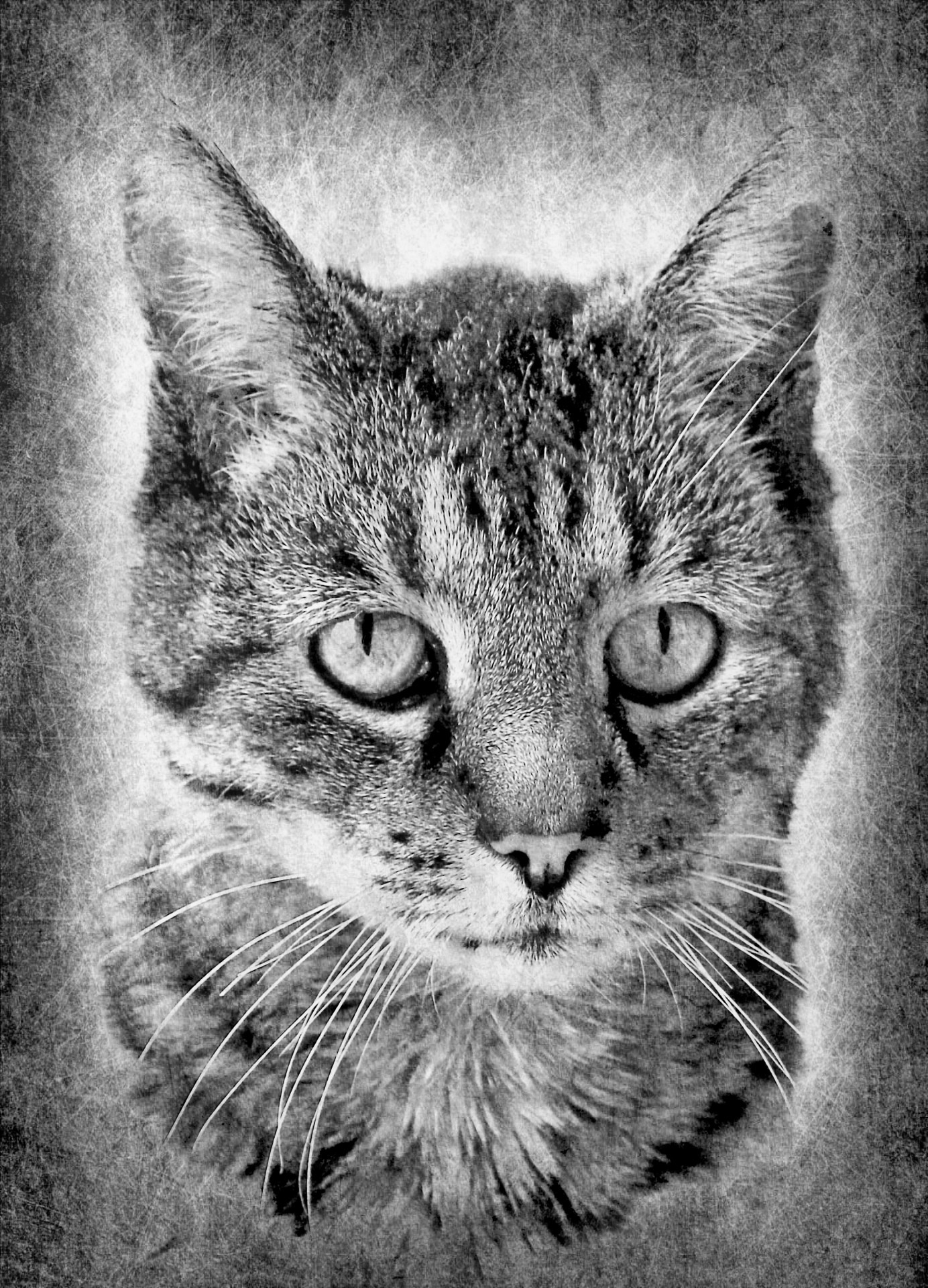 Detail Gambar Sketsa Kucing Hitam Putih Nomer 15