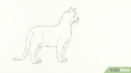 Detail Gambar Sketsa Kucing Hitam Putih Nomer 45