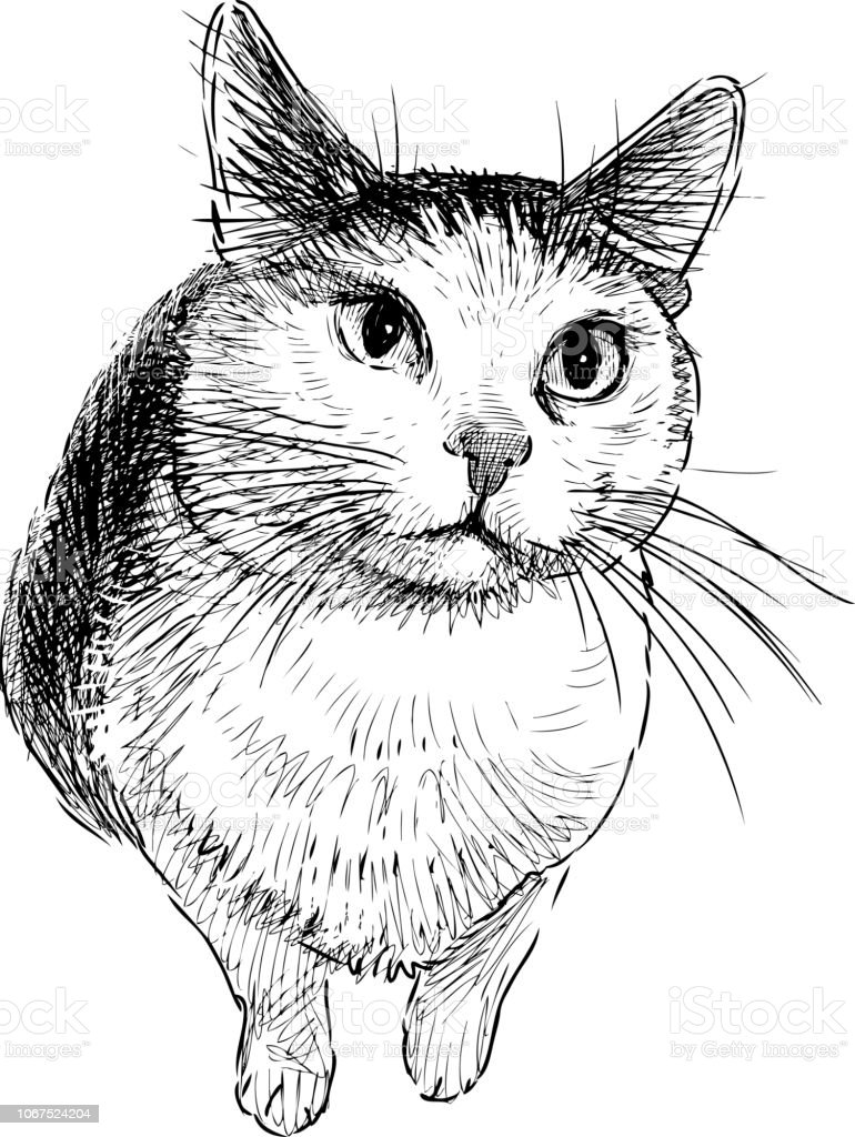 Detail Gambar Sketsa Kucing Hitam Putih Nomer 47
