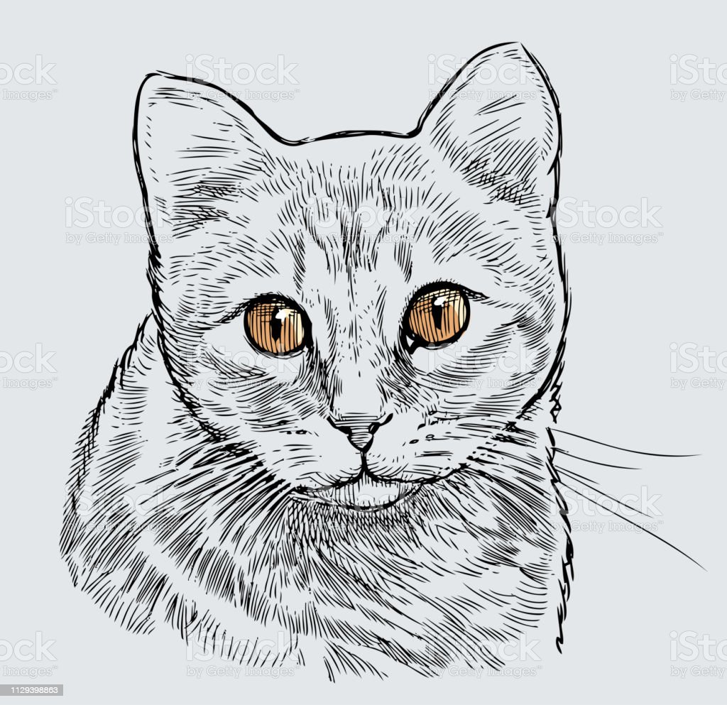 Detail Gambar Sketsa Kucing Lucu Nomer 28