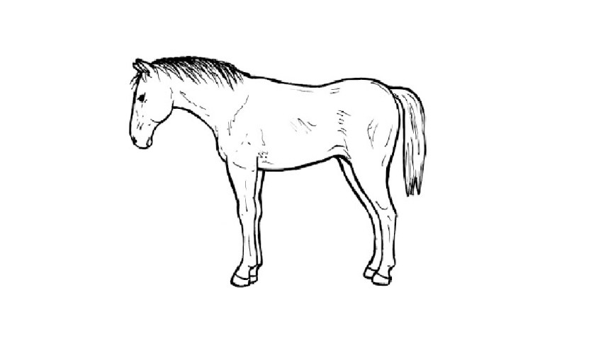 Detail Gambar Sketsa Kuda Nomer 14