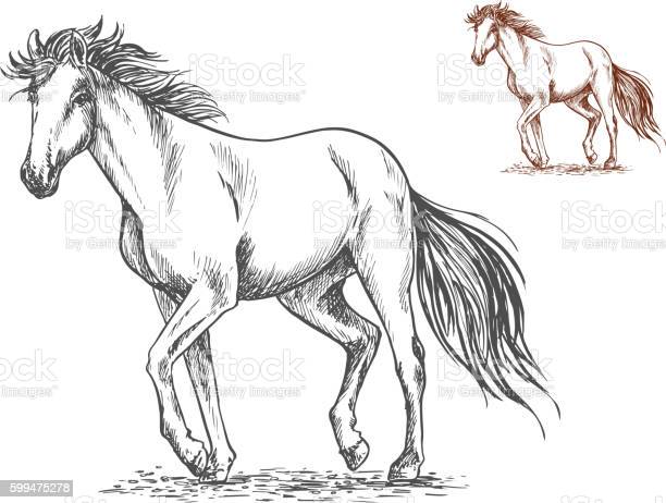 Detail Gambar Sketsa Kuda Nomer 19