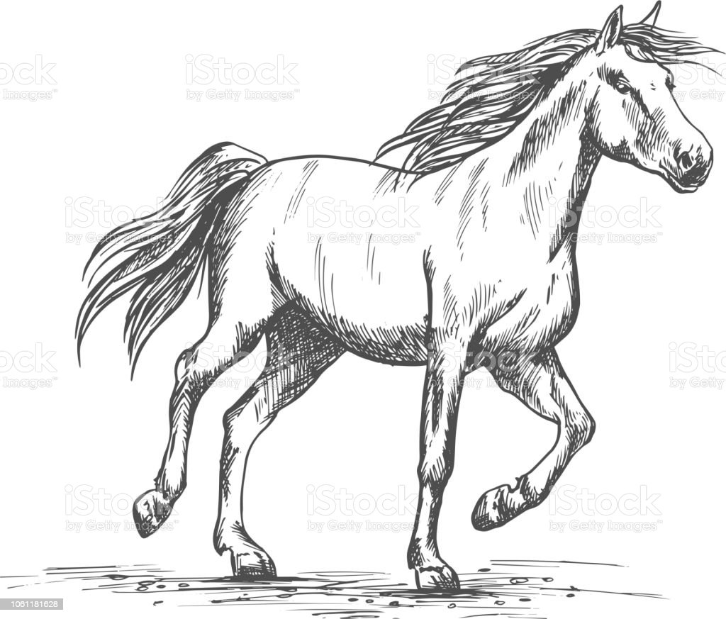 Detail Gambar Sketsa Kuda Nomer 22