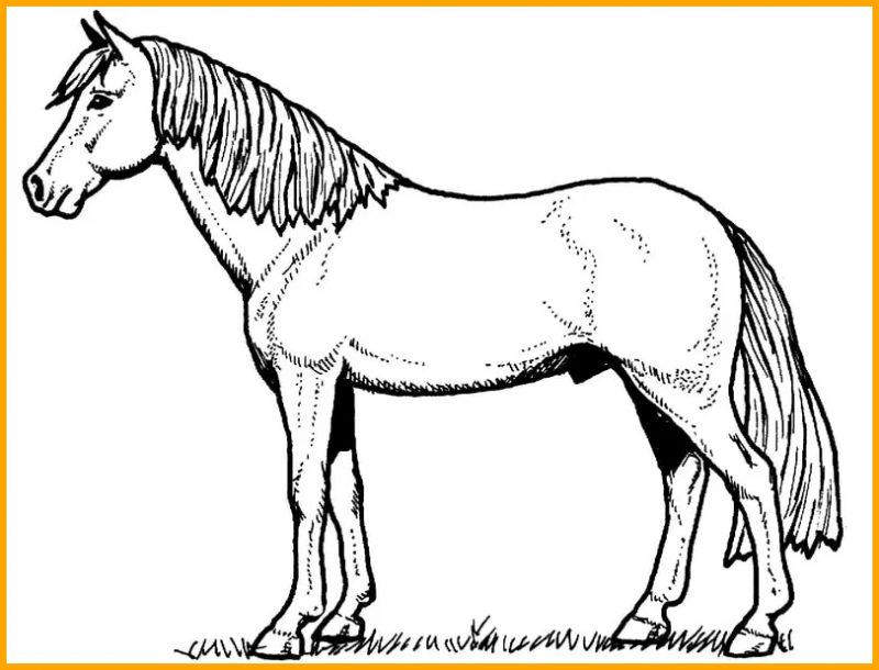 Detail Gambar Sketsa Kuda Nomer 41