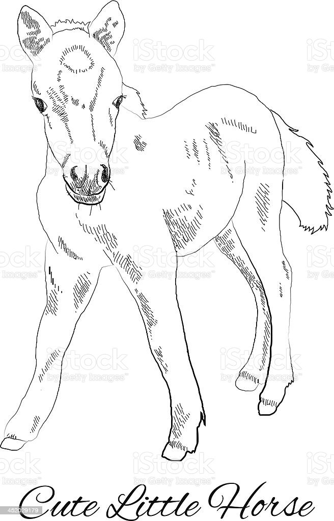 Detail Gambar Sketsa Kuda Nomer 55
