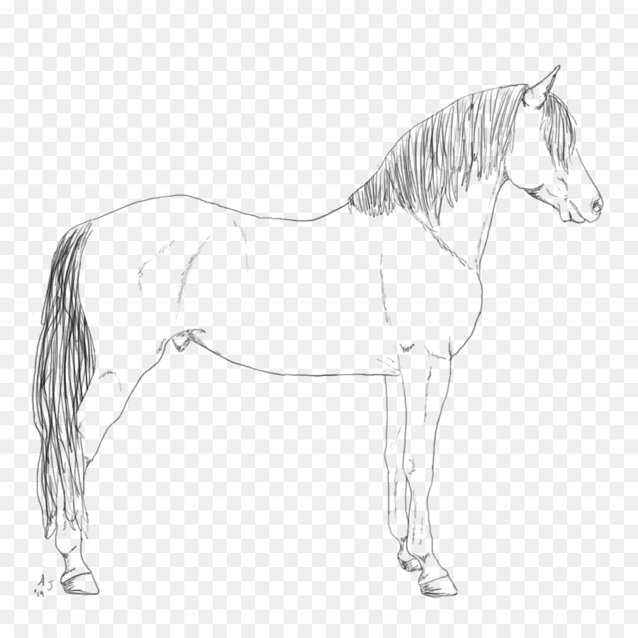 Detail Gambar Sketsa Kuda Poni Nomer 56