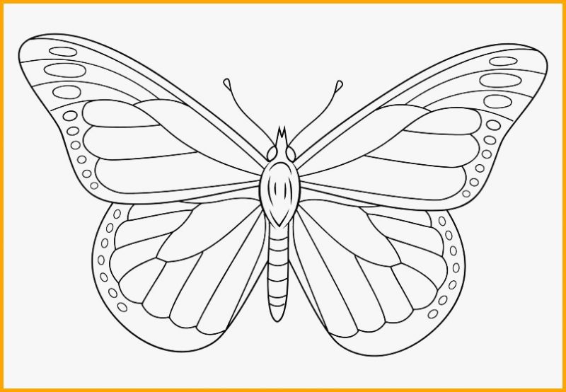 Detail Gambar Sketsa Kupu 2 Simpel Nomer 29