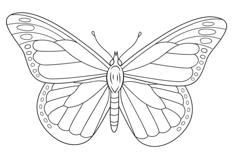 Detail Gambar Sketsa Kupu 2 Simpel Nomer 10