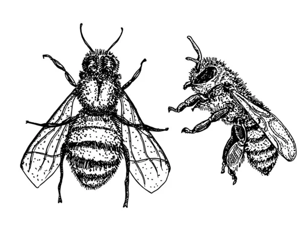 Detail Gambar Sketsa Lebah Nomer 42