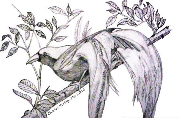Detail Gambar Sketsa Lukisan Burung Nomer 2