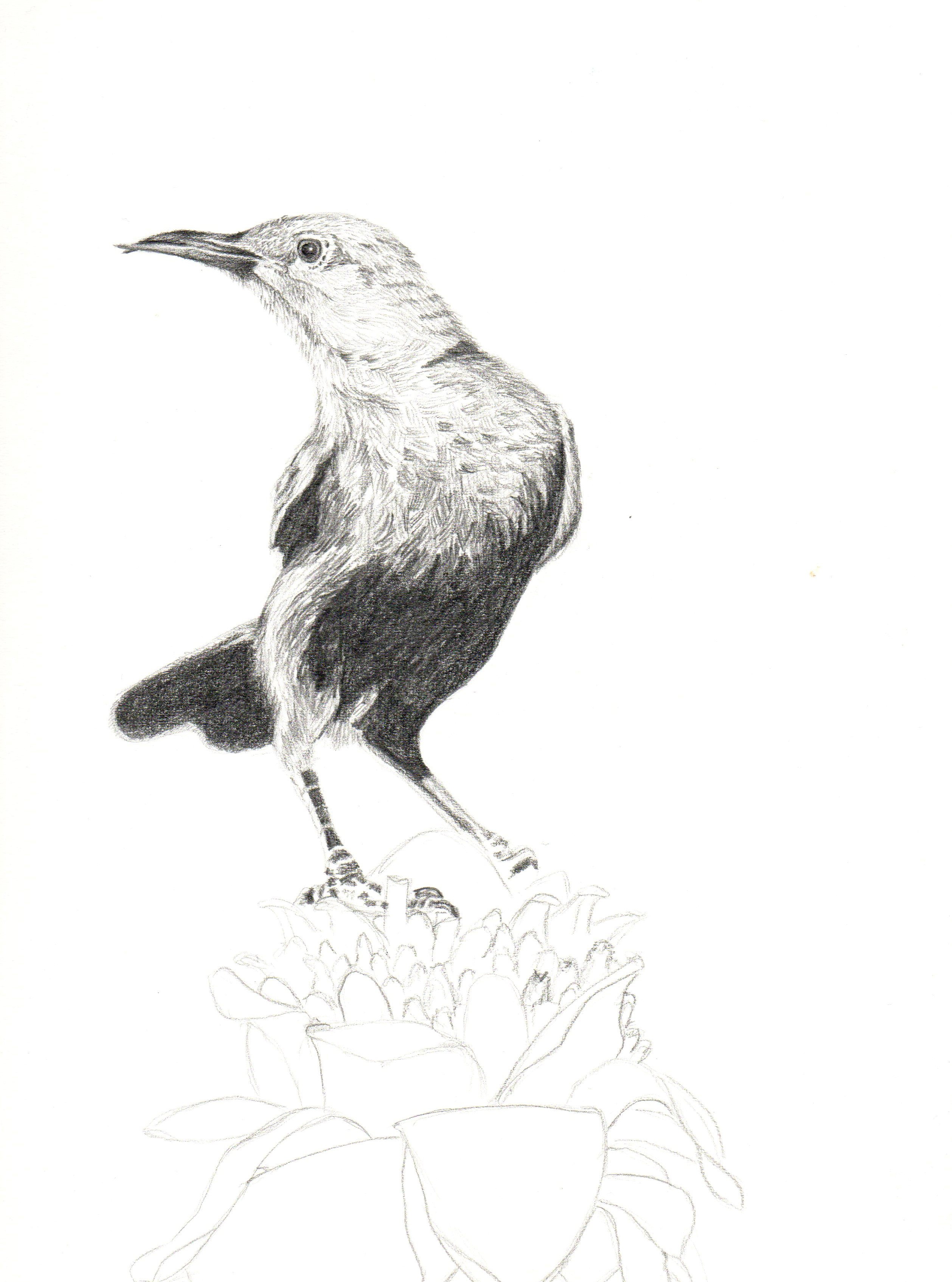 Detail Gambar Sketsa Lukisan Burung Nomer 11