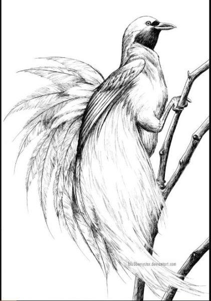 Detail Gambar Sketsa Lukisan Burung Nomer 13