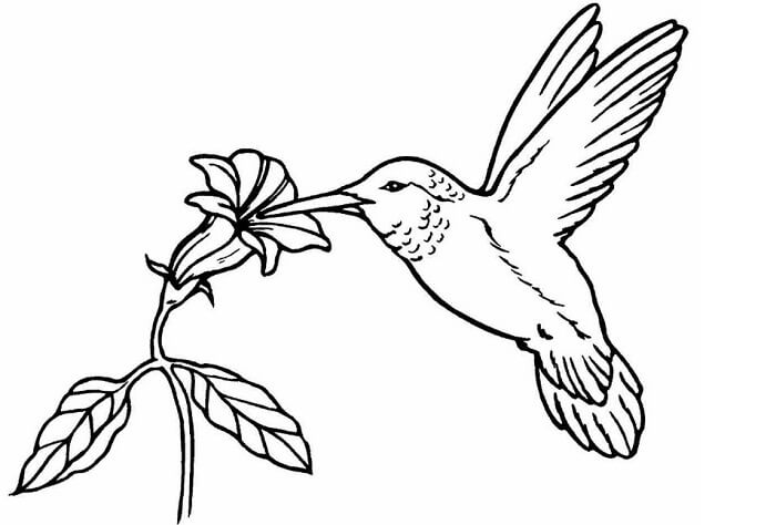 Detail Gambar Sketsa Lukisan Burung Nomer 22