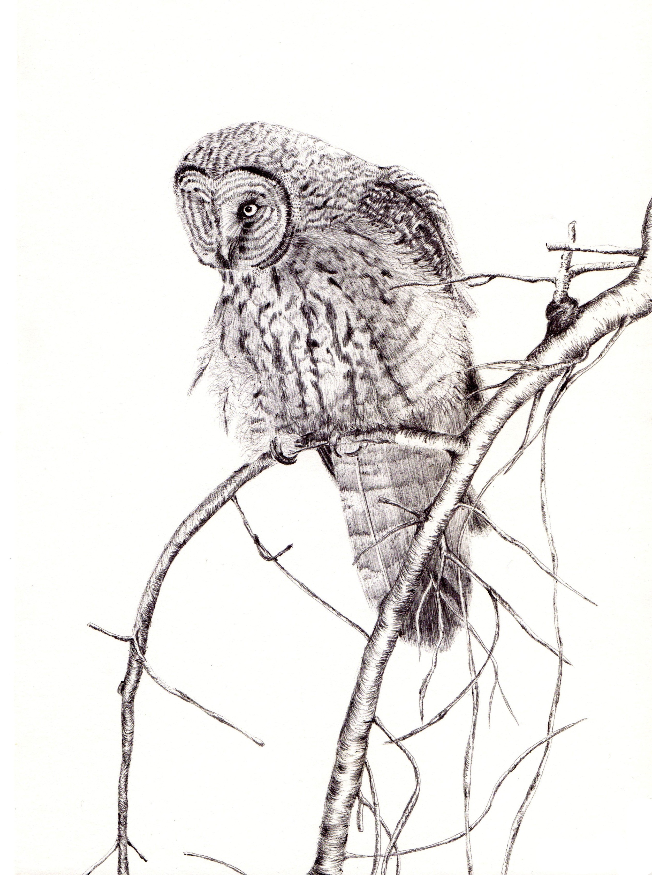 Detail Gambar Sketsa Lukisan Burung Nomer 24