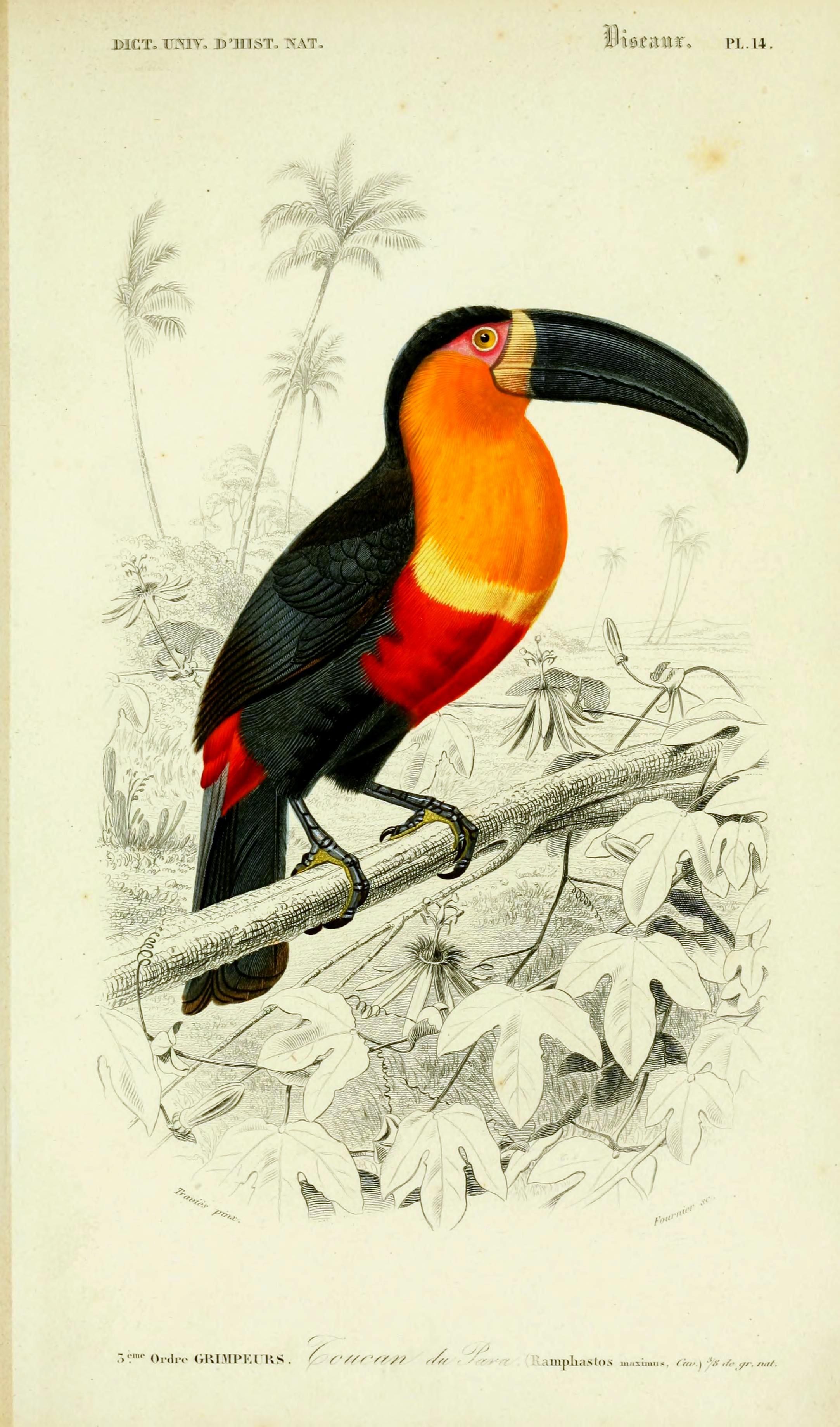 Detail Gambar Sketsa Lukisan Burung Nomer 26