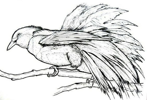 Detail Gambar Sketsa Lukisan Burung Nomer 53
