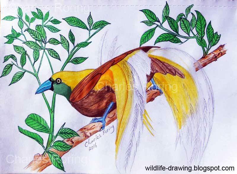 Detail Gambar Sketsa Lukisan Burung Nomer 6