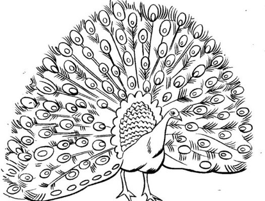 Detail Gambar Sketsa Lukisan Burung Dara Nomer 43