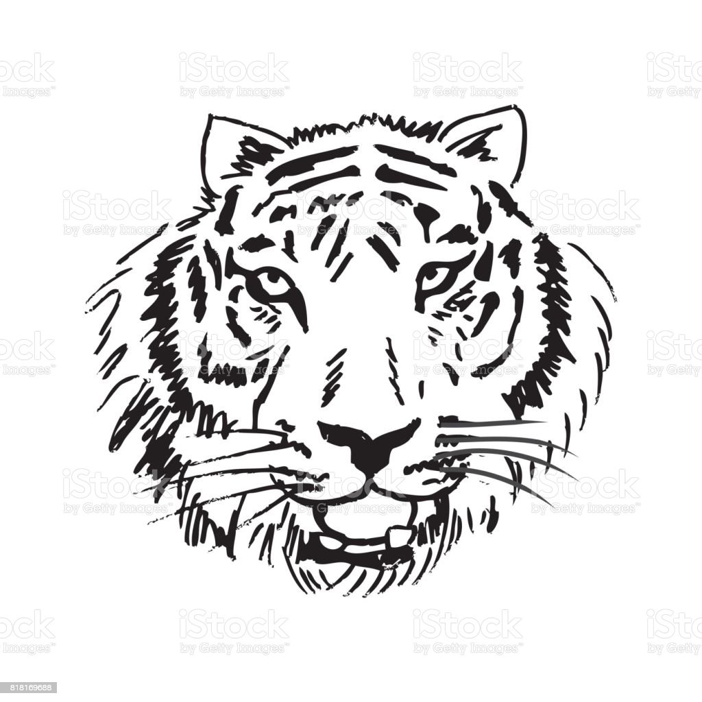 Detail Gambar Sketsa Macan Nomer 19
