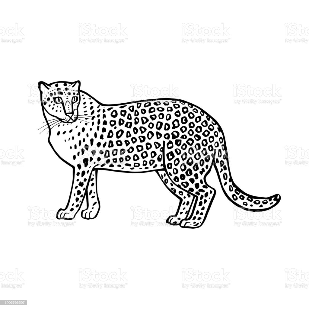 Detail Gambar Sketsa Macan Nomer 26
