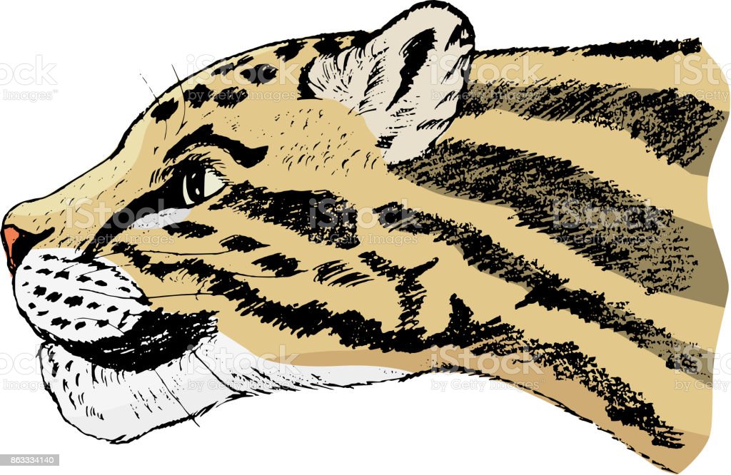 Detail Gambar Sketsa Macan Nomer 27