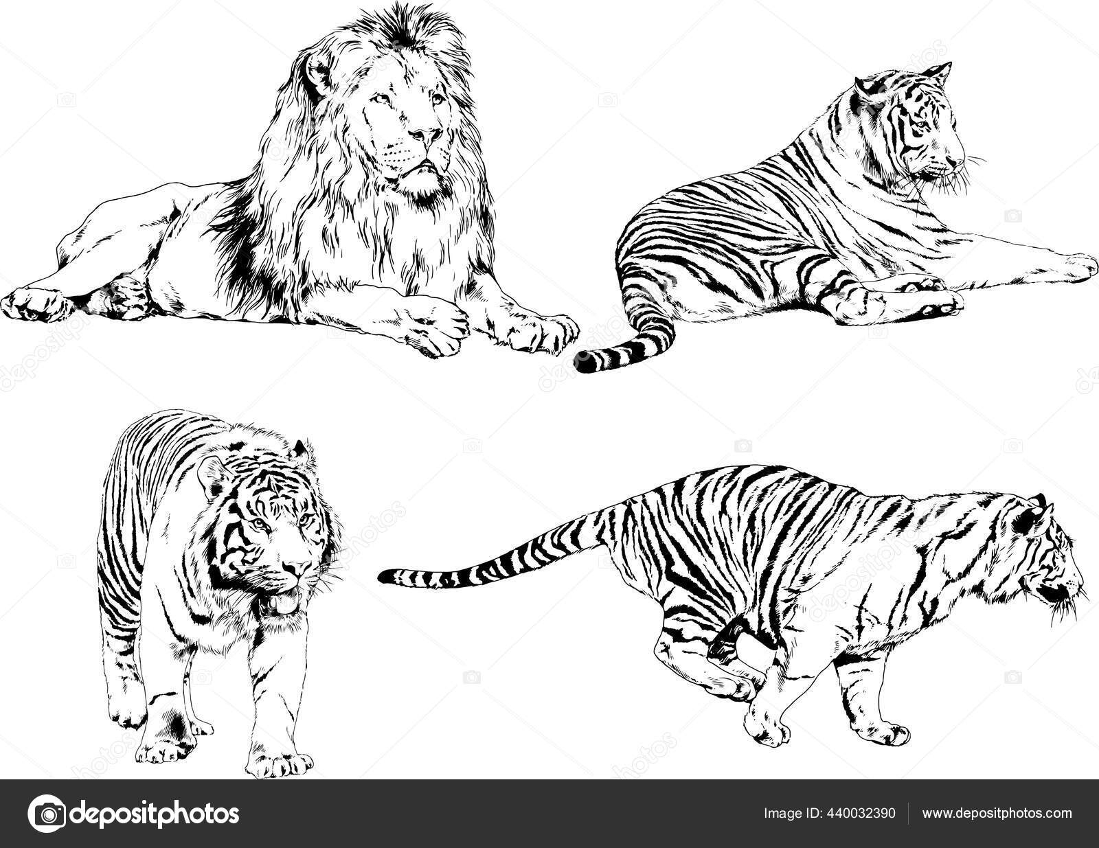 Detail Gambar Sketsa Macan Nomer 29
