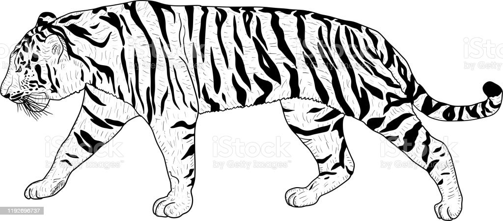 Detail Gambar Sketsa Macan Nomer 4